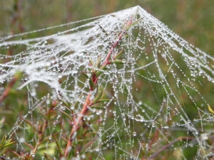 Umbrella Web