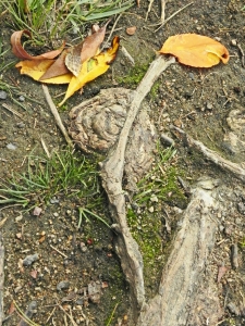 Tiny Hermaphrodite Dancer