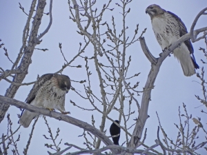 Hangin At the Dog Park