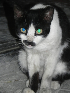 Charley Chaplin Kitty