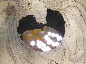 Diamonds in the Creek