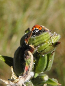 Lady In The Grass