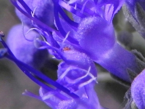 Tiny Happy Face Zoomed In