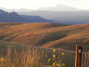 Warm Honey Afternoon