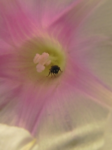 Pink Buzz