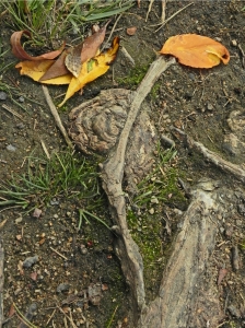 Tiny Hermaphrodite Dancer