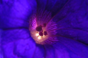 Cosmic Pansy